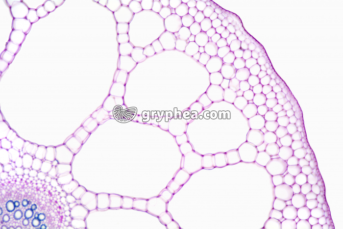 Tige (Pétiole) de Nénuphar x25b - gryphea.com